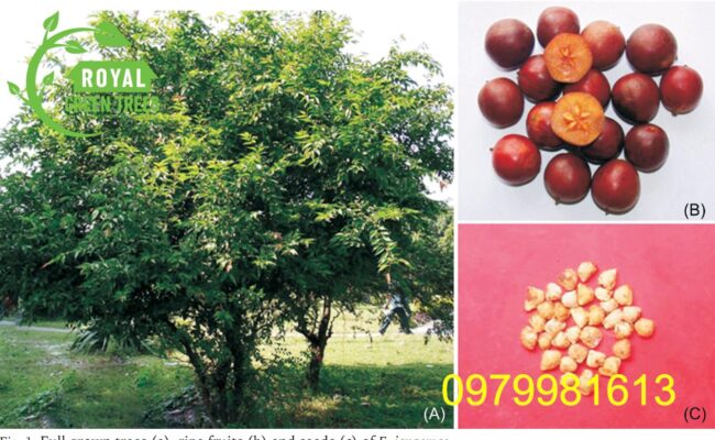 Cây bồ quân: Hướng dẫn chăm sóc và báo giá cây chi tiết