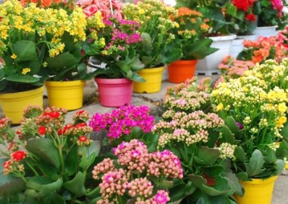 Cây lá bỏng – những công dụng kỳ diệu - Benh.vn