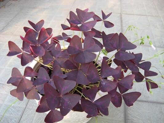 Cách bố trí cây Bướm Đêm để bàn làm việc hợp phong thủy