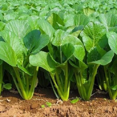 Cải ngọt là loại rau rất dễ trồng lại cực tốt cho sức khỏe