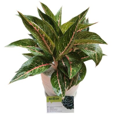 Bán cây Cung Điện Vàng, ý nghĩa phong thủy và chăm sóc