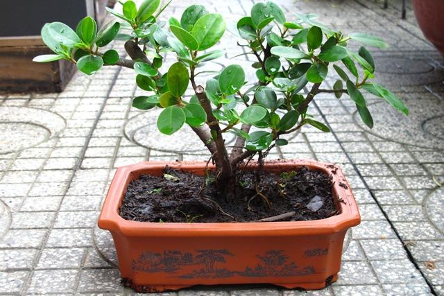 Cây da Nhật bonsai đẹp