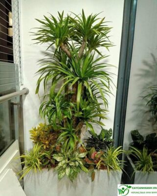 Cây đại lộc - Đem lại tài lộc, may mắn cho gia chủ khi trồng