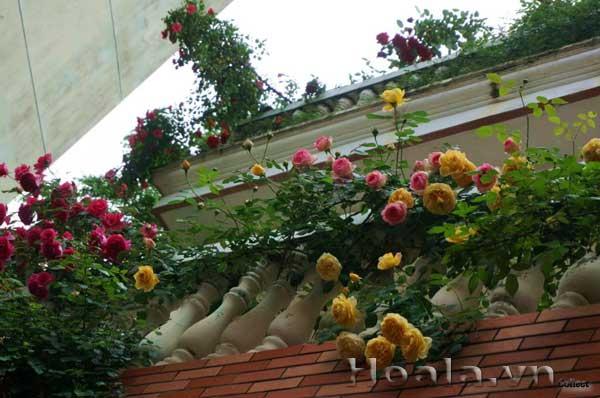 Hoa leo móng cọp với chùm hoa lạ mắt, dài và màu sắc rực rỡ , đây là giống cây hoa đẹp và quý tại Việt Nam được nhiều người yêu thích