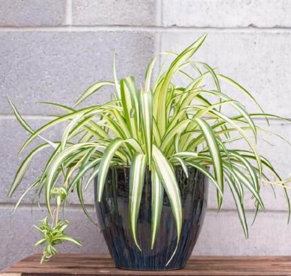 Ý nghĩa và tác dụng của cây dây nhện