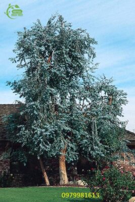 Cung cấp cây đô la bạc giống giá rẻ tại Hà Nội