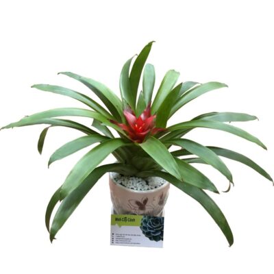 Cây Dứa Cảnh Nến màu đỏ, vàng, chăm sóc và ý nghĩa phong thủy