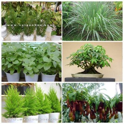 Top 6 Loại Cây Đuổi Muỗi Nên Có Trong Sân Vườn • Sài Gòn Hoa