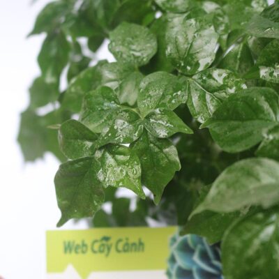 Bán cây Hạnh Phúc phong thủy các loại đẹp giá chỉ từ 155k