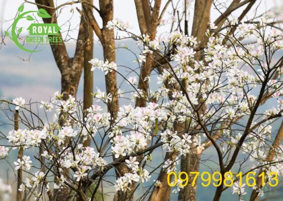 Cây hoa ban Tây Bắc: Giới thiệu đặc điểm, ý nghĩa, cách chăm sóc