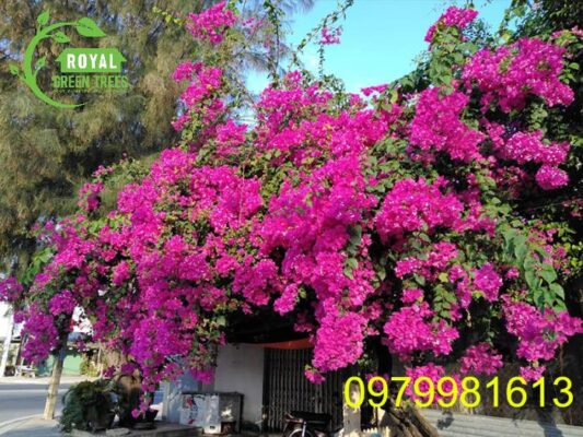 Cây hoa giấy: Đặc điểm, ý nghĩa, hướng dẫn chăm sóc chi tiết