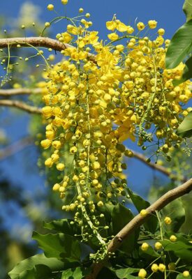 Top 4 loại cây trồng vỉa hè cho hoa vàng độc đáo