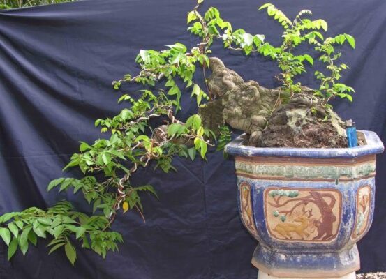 Bán Cây Khế Cảnh Đẹp dáng Bonsai GIÁ rẻ - Thế Giới Cây Và Hoa