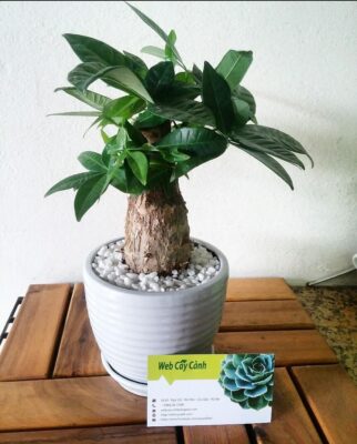 Top 16 cây Kim Ngân phong thủy giá chỉ từ 135k - Web cây cảnh