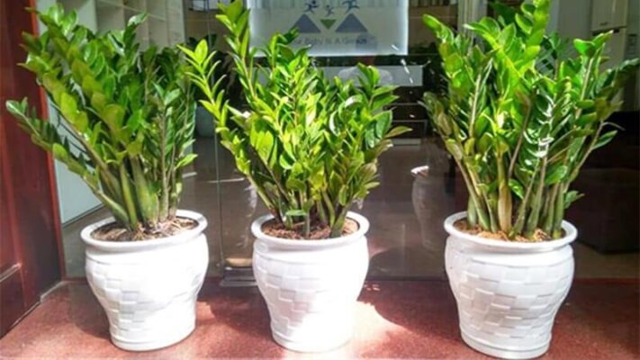 Muốn cây Kim tiền đâm chồi nảy lộc đừng chỉ tưới nước - Bao phu nu