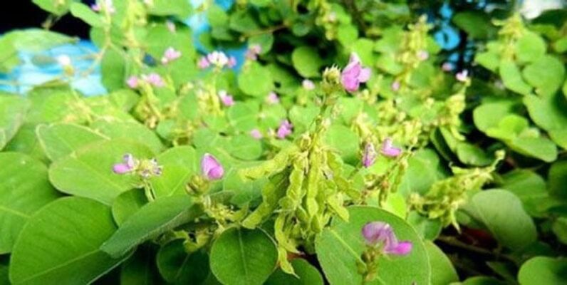 Kinh nghiệm điều trị bệnh sỏi thận bằng kim tiền thảo | Medlatec