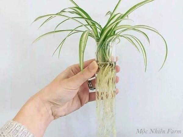 Phương pháp trồng cây lan chi thủy sinh.