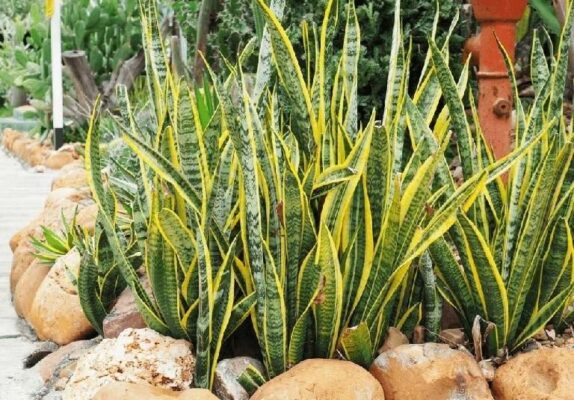 Cây Lưỡi hổ: Vị thuốc trị viêm họng, khàn tiếng - YouMed