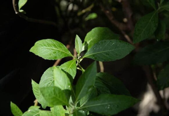 Cây mật gấu tuy đắng nhưng lại giã tật! - Medlatec