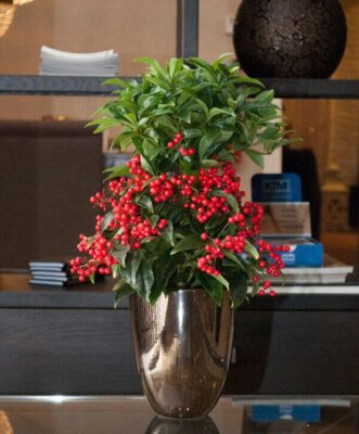 Cây kim ngân lượng hợp mệnh gì? Hợp tuổi nào theo phong thủy?