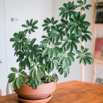 Cây ngũ gia bì có tác dụng gì đối với sức khỏe? - Medlatec