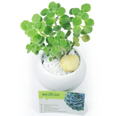 Cây Nhất Mạt Hương hợp tuổi gì? - Web cây cảnh