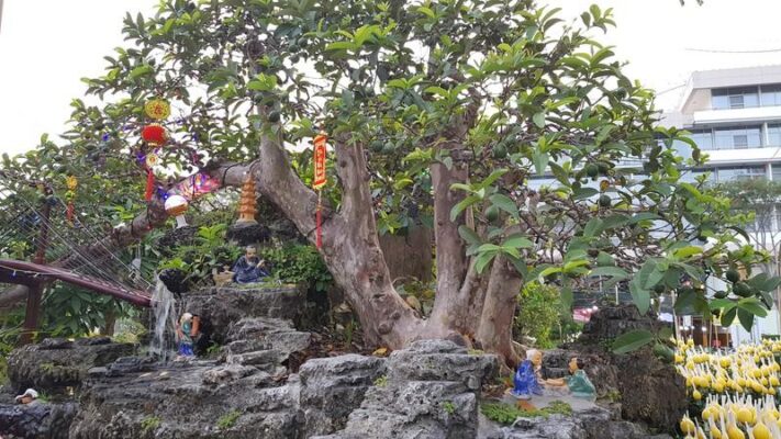 Cách trồng và tạo dáng cây Ổi bonsai, mới bứng, Ổi Cảnh đẹp nhất