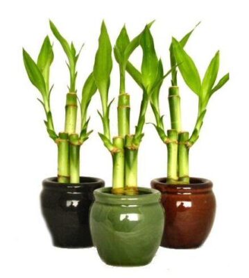 Cây phất dụ - phát lộc