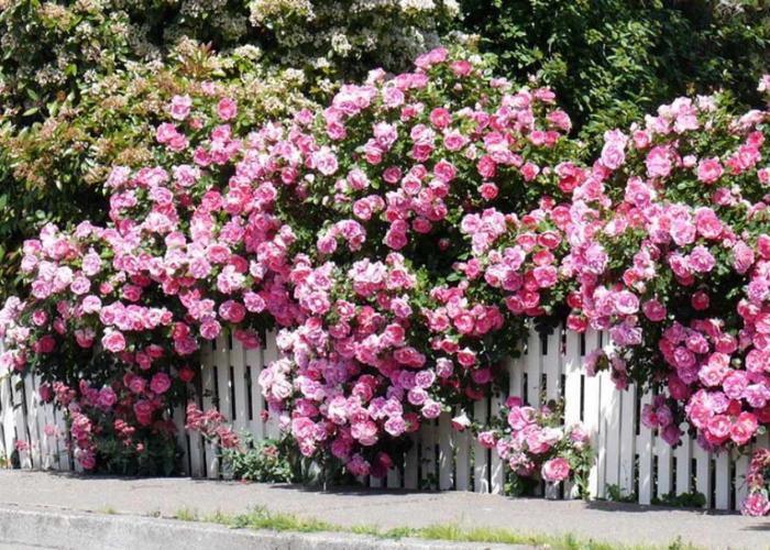 Hoa hồng leo thường được trồng ở hàng rào, ban công với những bông hoa lớn, mọc thành chùm
