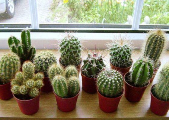 Tổng hợp 32 loại cây trồng ban công chịu nắng tốt, dễ sống - JYSK.vn