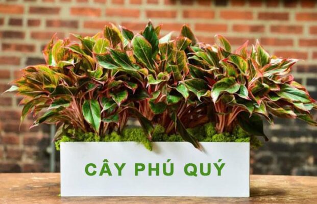 Cây phú quý hợp mệnh gì? Ý nghĩa, cách trồng và chăm sóc