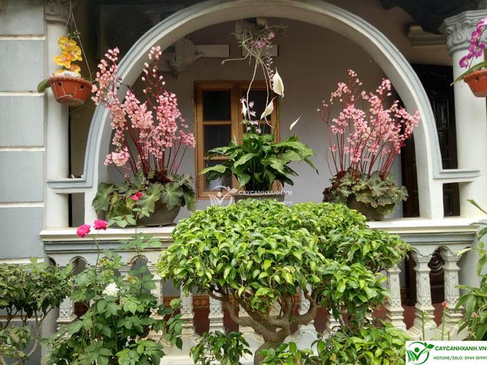 Chậu hoa sen cạn trồng trước cửa mang lại phong thủy tốt cho ngôi nhà
