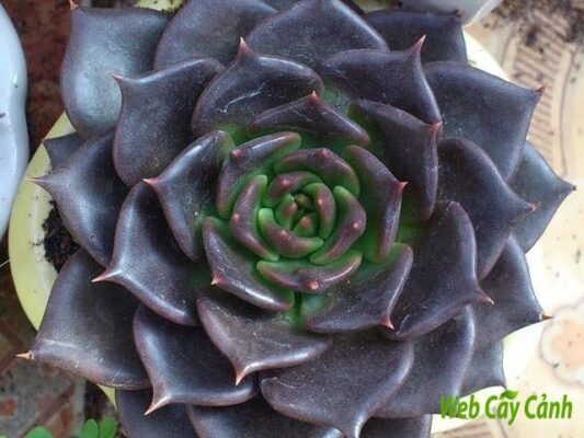 Cây sen đá nâu và cách chăm sóc tình yêu bất diệt