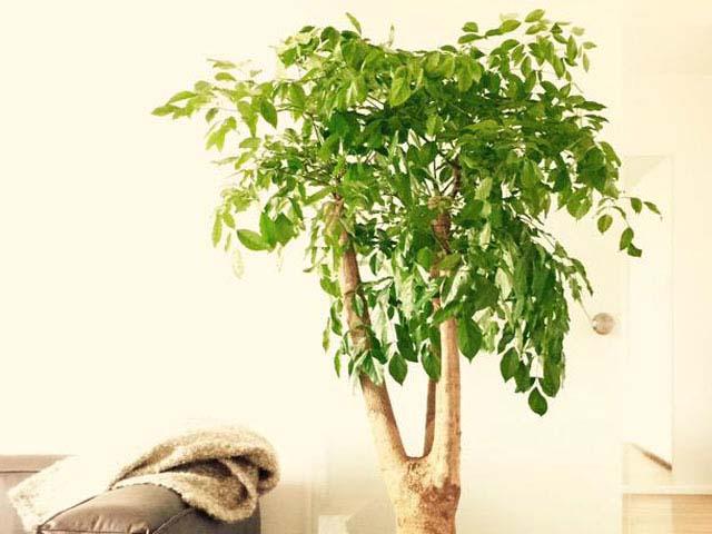 cây hạnh phúc thân gỗ trồng được trong nhà