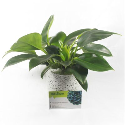 Cây Trầu Bà Đế Vương Xanh ý nghĩa và cách chăm sóc