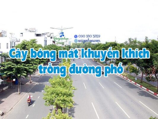 17 cây bóng mát khuyến khích trồng đường phố - Sài Gòn Hoa