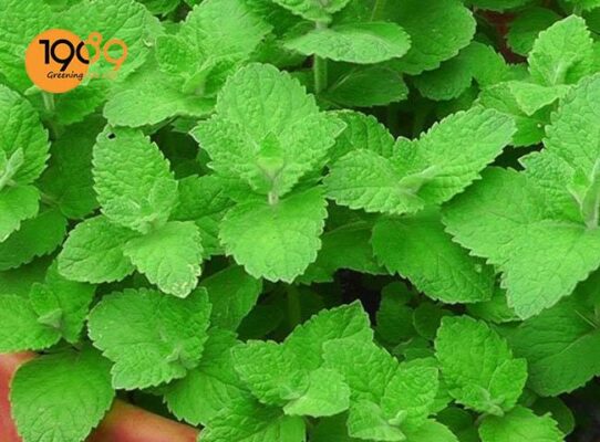 TOP 15 Cây Xanh Đuổi Muỗi Không Phải Ai Cũng Biết