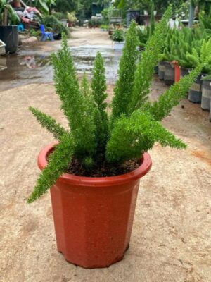 Cây tùng đuôi chồn - Có ý nghĩa đem lại sự hạnh phúc và may mắn