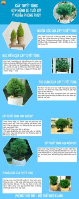 Cây Tuyết Tùng hợp mệnh gì, tuổi gì? Ý nghĩa phong thủy