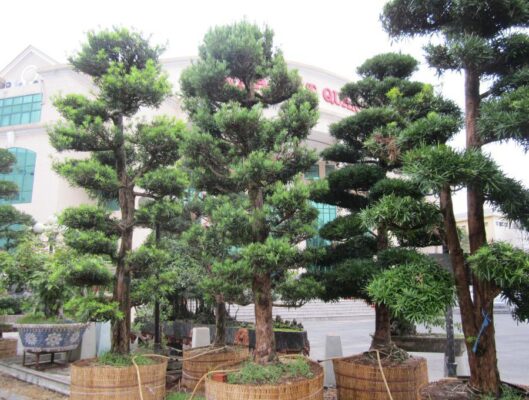 Ý nghĩa Cây Vạn Niên Tùng - Cách trồng và chăm sóc tốt nhất ?