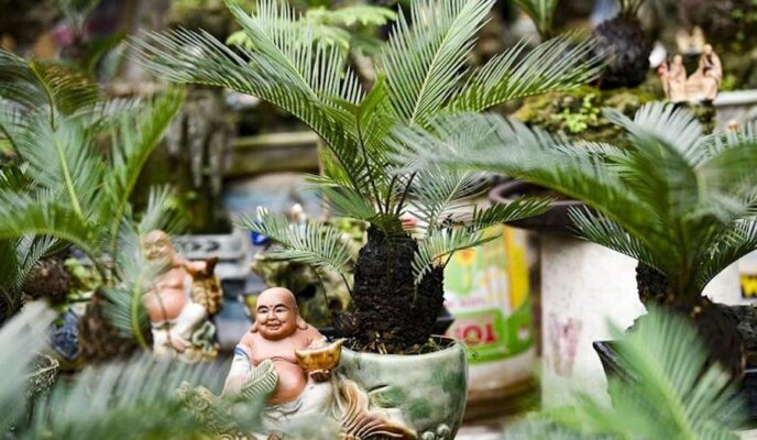 Cây Vạn Tuế là cây gì? Cây Vạn Tuế có ý nghĩa thế nào trong