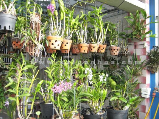Hoa Lan Treo các kiểu • Sài Gòn Hoa 2023