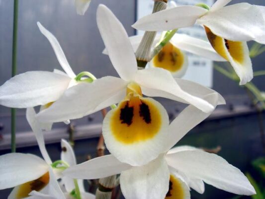 Dendrobium bensoniae - Hoàng thảo Benson - Vườn Lan