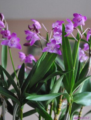 Hoàng thảo tím Dendrobium Kingianum - Vườn Lan