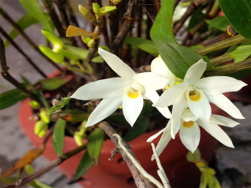 Hoàng thảo trúc ngọc - Dendrobium moniliforme
