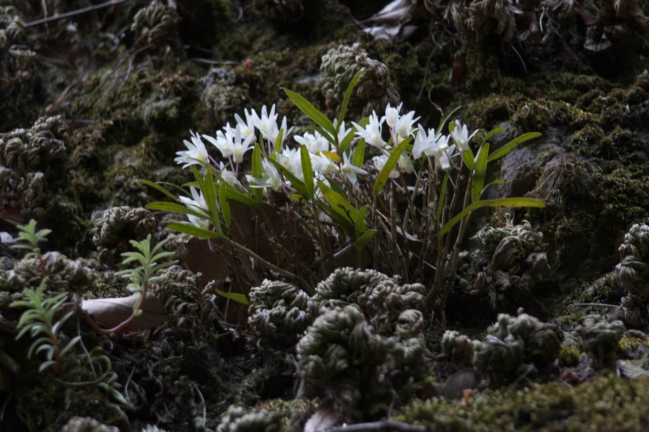 Hoàng thảo Ngọc trúc - Dendrobium moniliforme