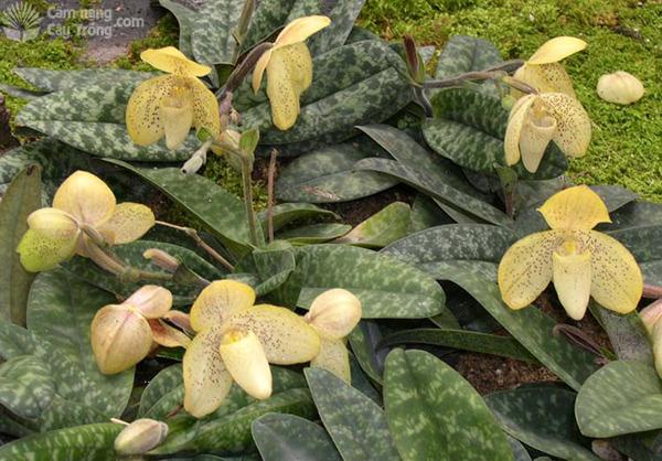 Loài lan hài vàng chấm tím (nâu) (Paphiopedilum concolor)