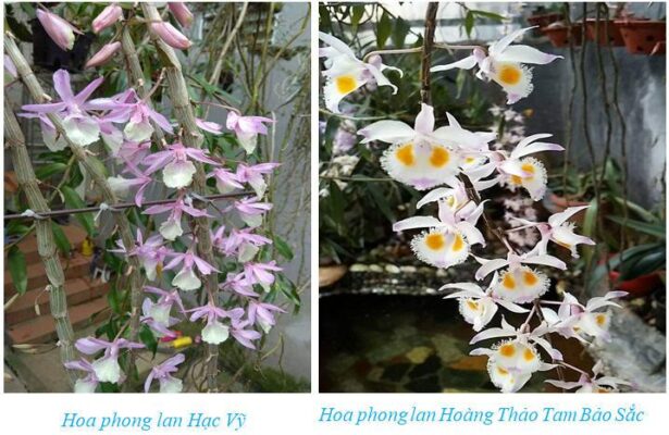 Nhân giống phong lan bằng phương pháp ghép và tách chồi