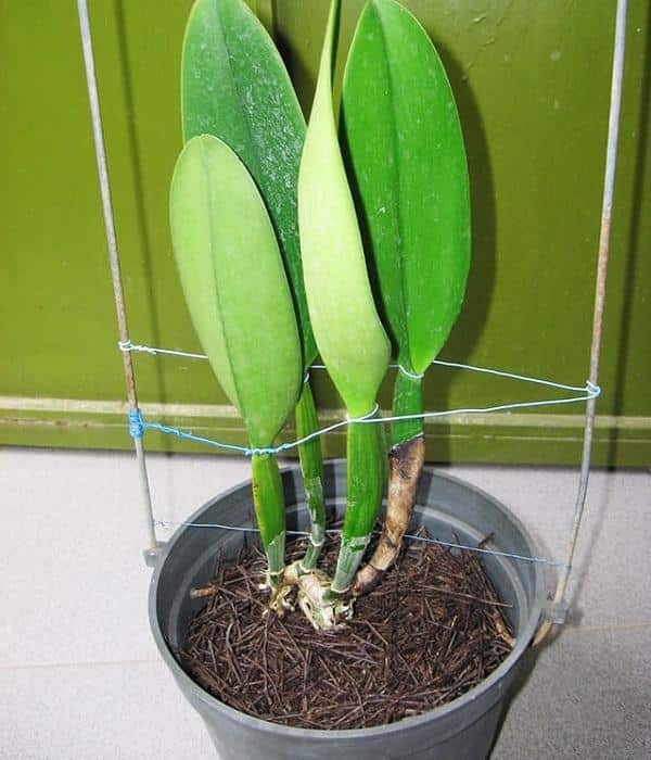 Hoa Lan Cattleya: Nhận biết, phân loại, cách trồng và chăm sóc - 3