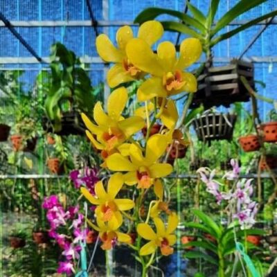 Các loại hoa lan phổ biết, cực dễ trồng tại Việt Nam - Sfarm